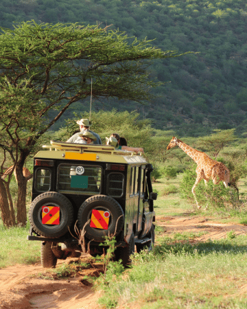 Jungle Safari